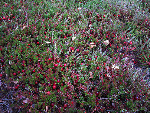 Cranberryfeld