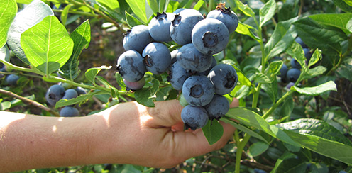 Heidelbeeren
