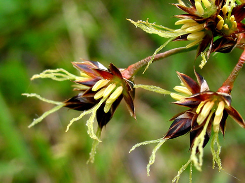 Moornatur