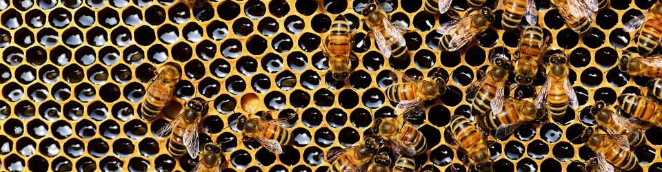 Bienen