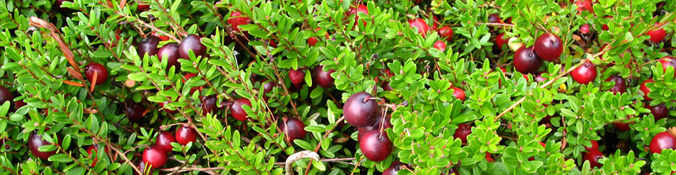 Cranberry