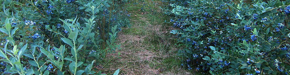 Heidelbeeren