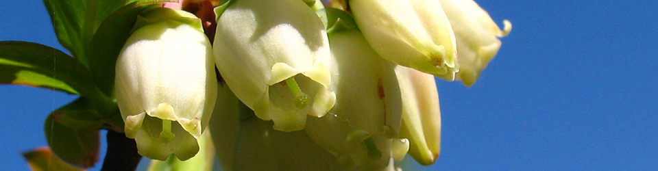 Heidelbeerblüte
