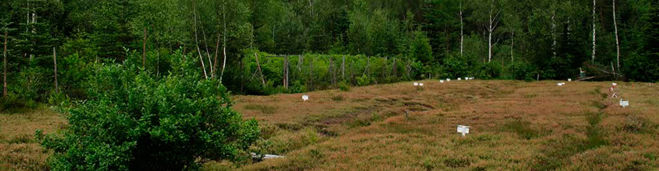 Plantage Cranberry